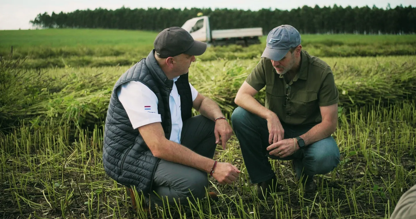 Two agronomists crouching in a chia field to inspect the crop