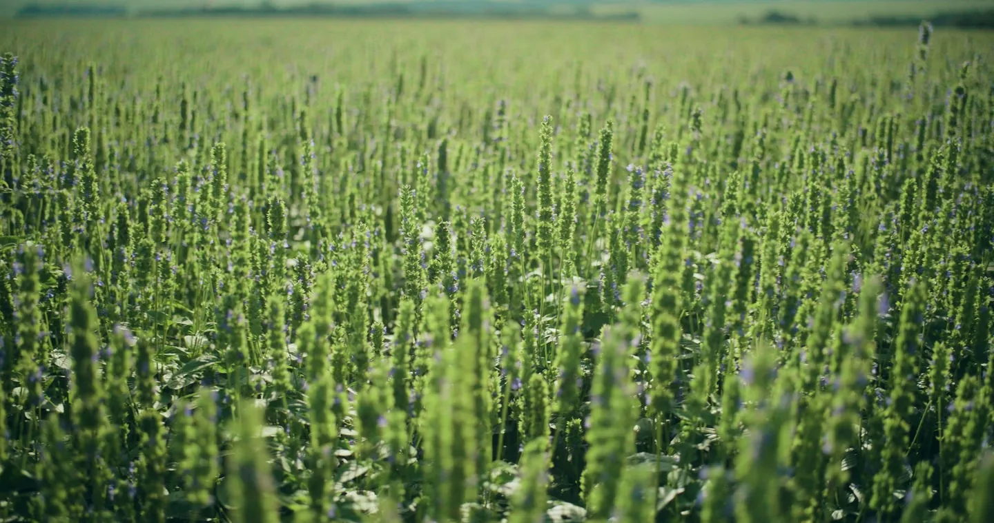 A chia field in flower stretching to the treeline