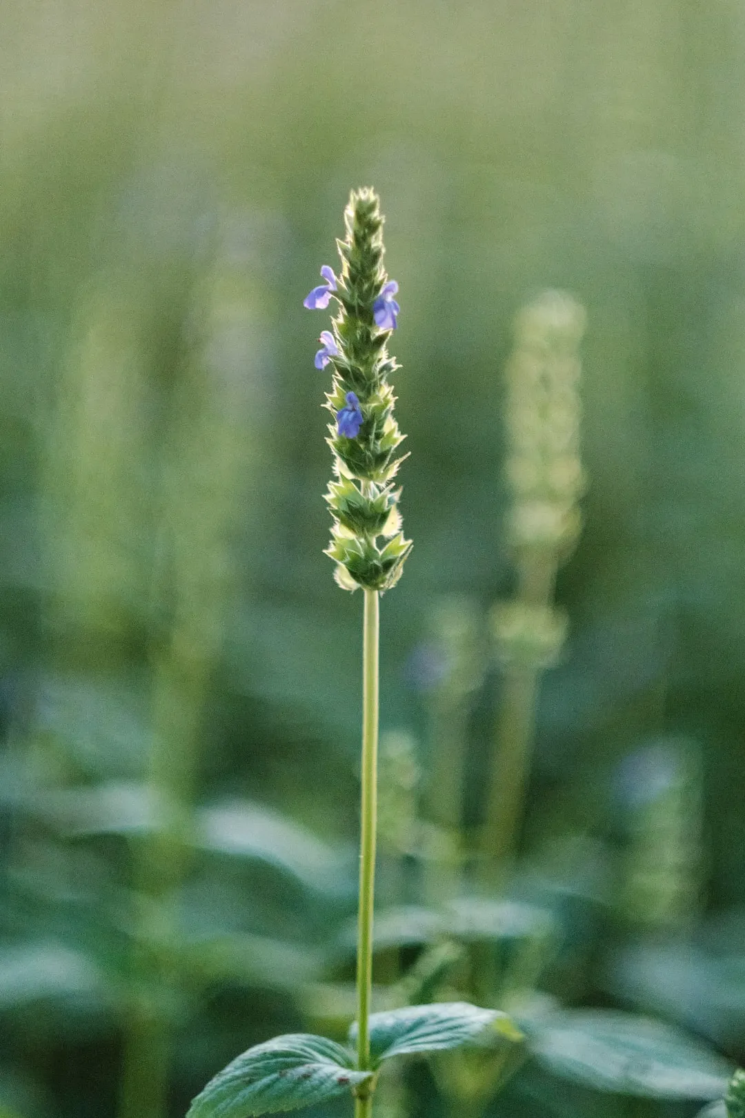 A chia flower spike in close-up